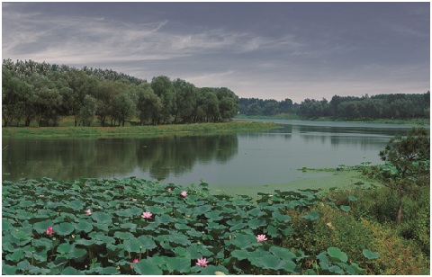 中海式热度,中海丽春湖墅开盘大卖20亿